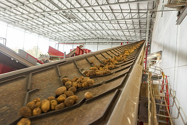 Transportbanden aardappelen