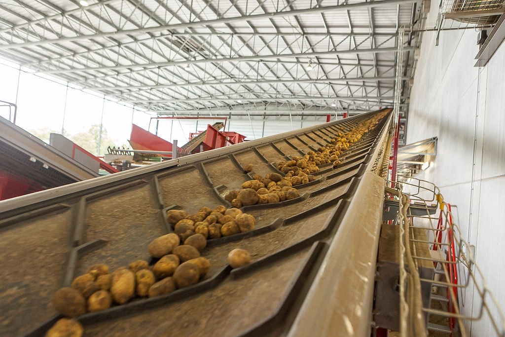 Transportband aardappelen